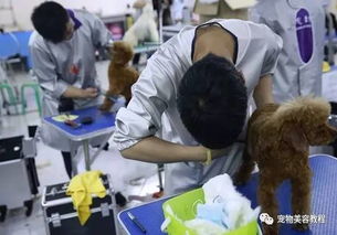 承德宠物美容学校排行与生活美容服务指南
